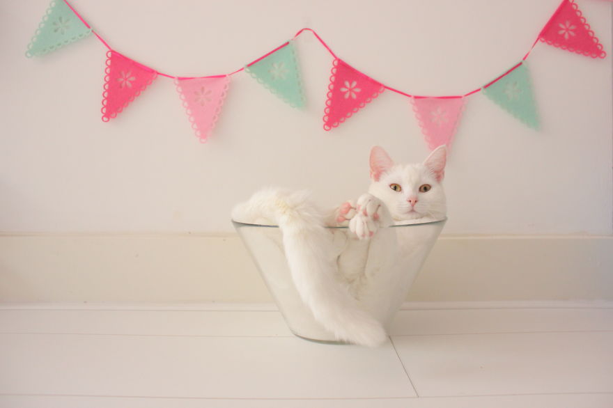 Meet Zappa, Our Liquid 'Bowling' Cat