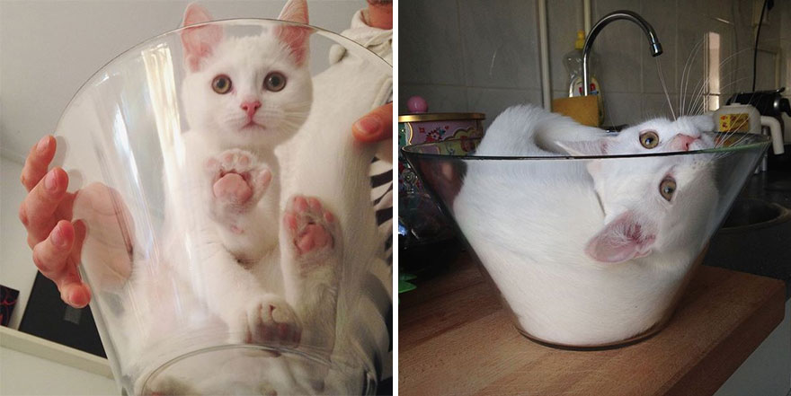 Meet Zappa, Our Liquid 'Bowling' Cat
