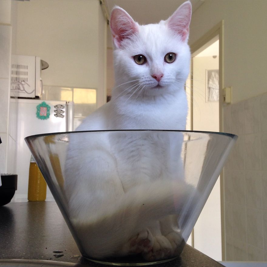 Meet Zappa, Our Liquid 'Bowling' Cat