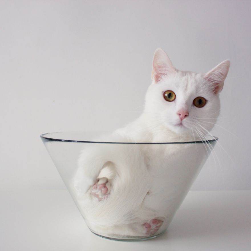 Meet Zappa, Our Liquid 'Bowling' Cat