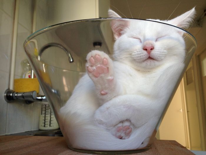 Meet Zappa, Our Liquid ‘Bowling’ Cat