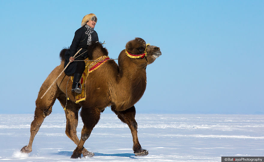 Moments From Camel Race From Silver Reeds Winter Festival In Mongolia Moments From Camel Race From Silver Reeds Winter Festival In Mongolia