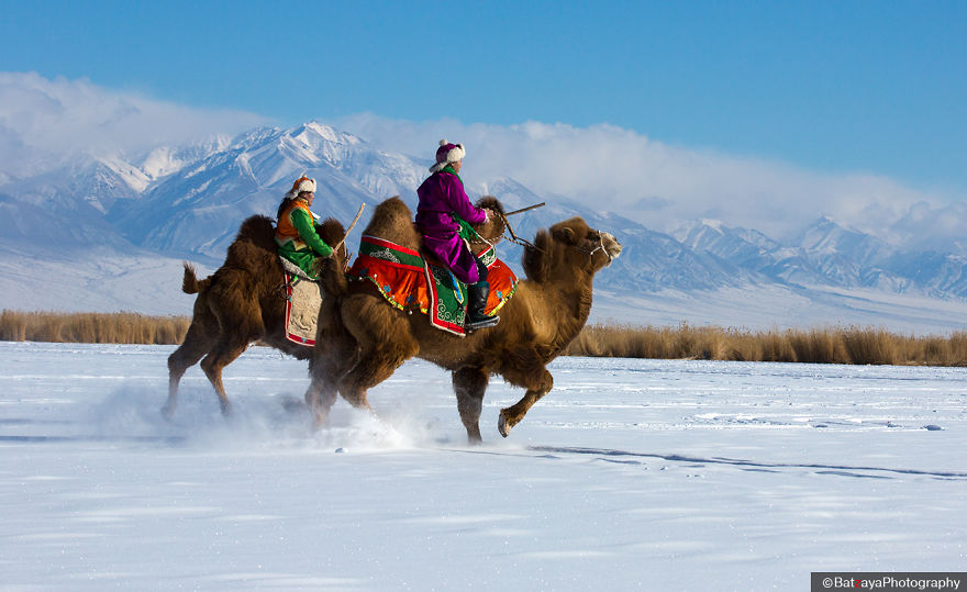 Moments From Camel Race From Silver Reeds Winter Festival In Mongolia Moments From Camel Race From Silver Reeds Winter Festival In Mongolia