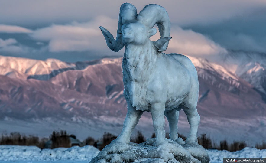 Moments From Camel Race From Silver Reeds Winter Festival In Mongolia Moments From Camel Race From Silver Reeds Winter Festival In Mongolia