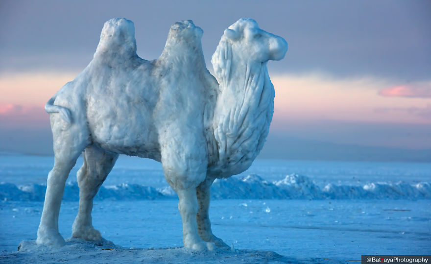 Moments From Camel Race From Silver Reeds Winter Festival In Mongolia Moments From Camel Race From Silver Reeds Winter Festival In Mongolia
