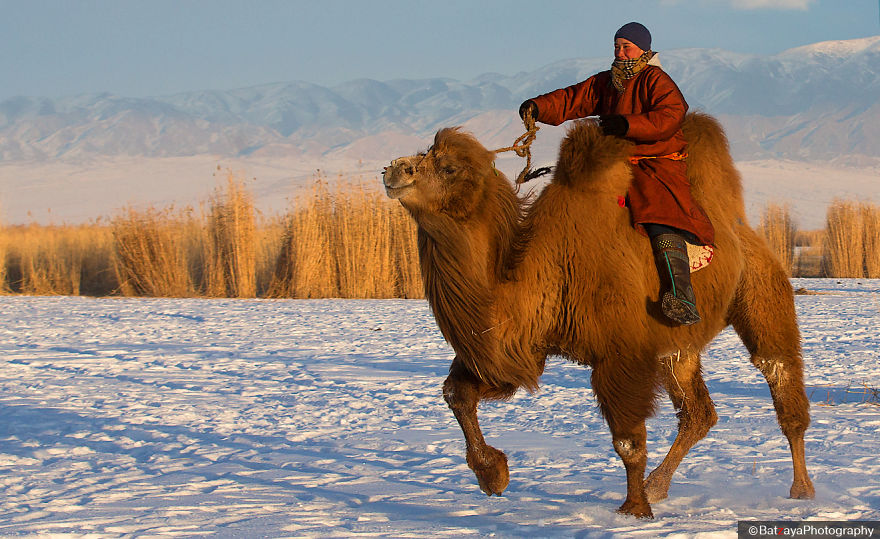 Moments From Camel Race From Silver Reeds Winter Festival In Mongolia Moments From Camel Race From Silver Reeds Winter Festival In Mongolia
