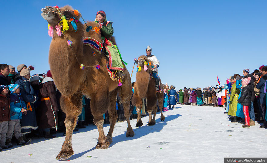 Moments From Camel Race From Silver Reeds Winter Festival In Mongolia Moments From Camel Race From Silver Reeds Winter Festival In Mongolia
