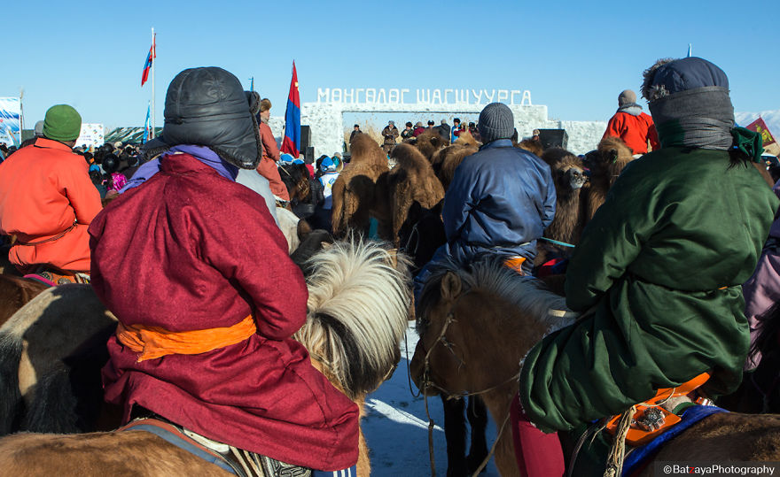 Moments From Camel Race From Silver Reeds Winter Festival In Mongolia Moments From Camel Race From Silver Reeds Winter Festival In Mongolia