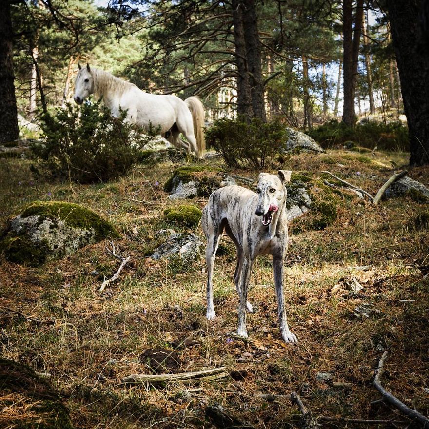 My Greyhound And I Have Set Out To Change The Destiny That This Breed Suffers In Spain My Greyhound And I Have Set Out To Change The Destiny That This Breed Suffers In Spain