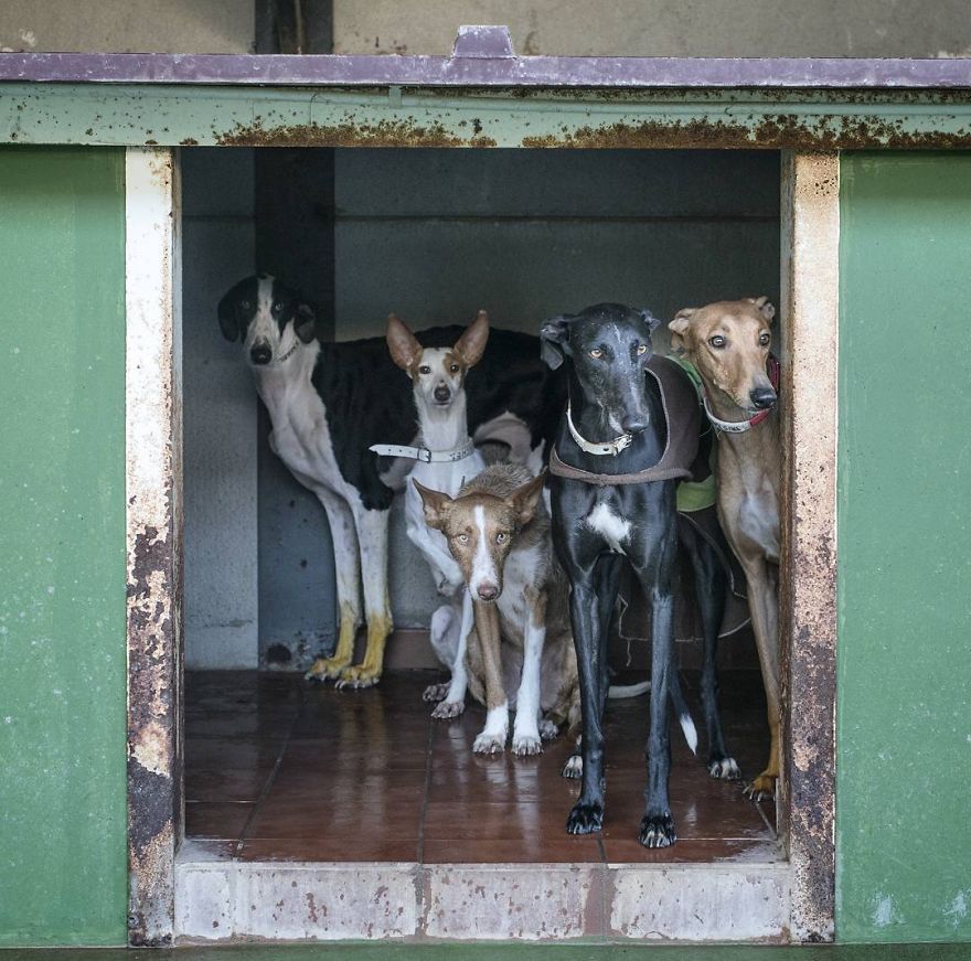 My Greyhound And I Have Set Out To Change The Destiny That This Breed Suffers In Spain My Greyhound And I Have Set Out To Change The Destiny That This Breed Suffers In Spain