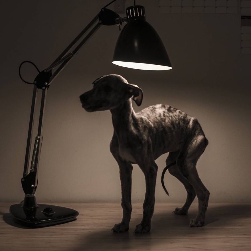 My Greyhound And I Have Set Out To Change The Destiny That This Breed Suffers In Spain My Greyhound And I Have Set Out To Change The Destiny That This Breed Suffers In Spain