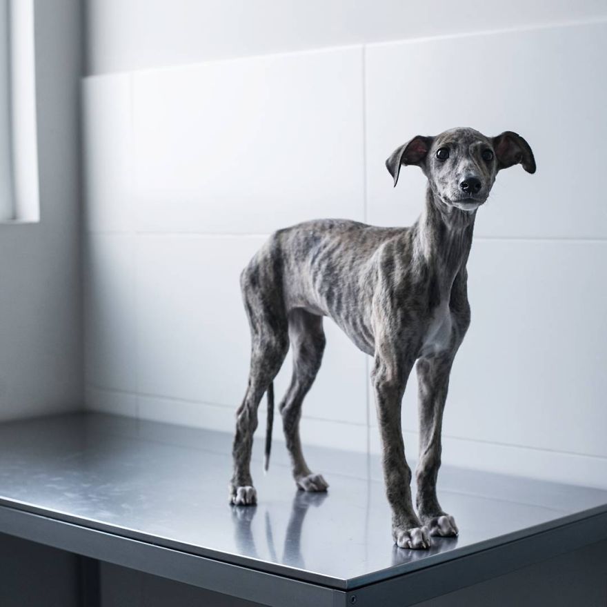 My Greyhound And I Have Set Out To Change The Destiny That This Breed Suffers In Spain My Greyhound And I Have Set Out To Change The Destiny That This Breed Suffers In Spain