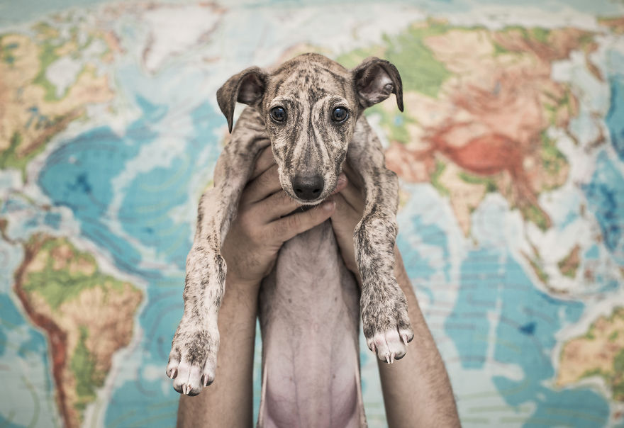 My Greyhound And I Have Set Out To Change The Destiny That This Breed Suffers In Spain My Greyhound And I Have Set Out To Change The Destiny That This Breed Suffers In Spain