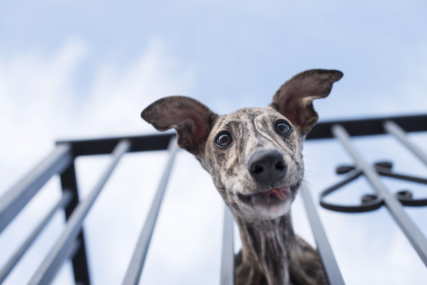 My Greyhound And I Have Set Out To Change The Destiny That This Breed Suffers In Spain My Greyhound And I Have Set Out To Change The Destiny That This Breed Suffers In Spain