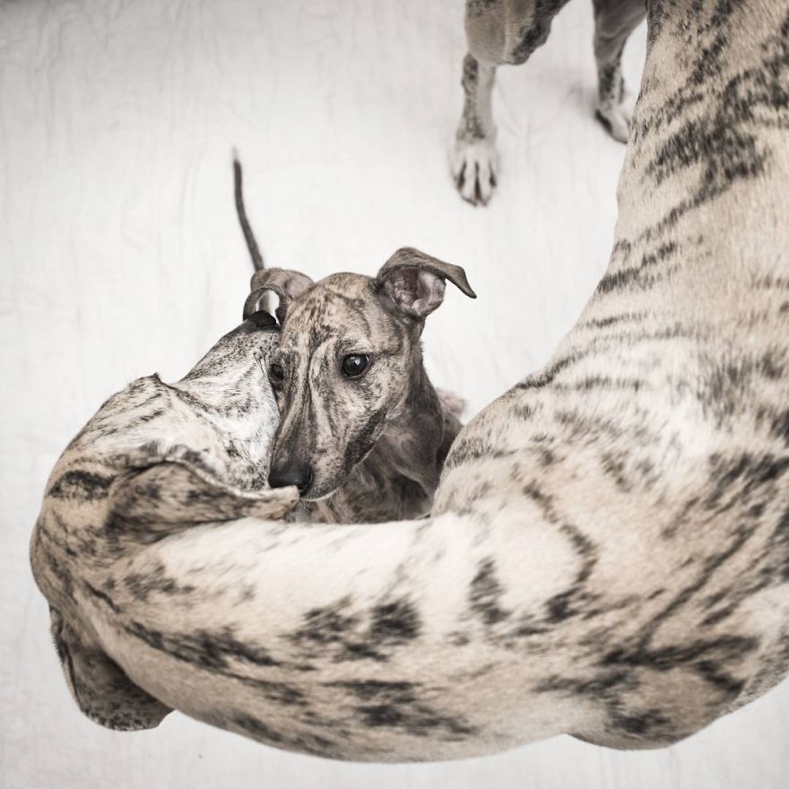 My Greyhound And I Have Set Out To Change The Destiny That This Breed Suffers In Spain My Greyhound And I Have Set Out To Change The Destiny That This Breed Suffers In Spain