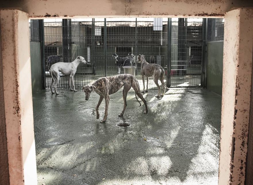 My Greyhound And I Have Set Out To Change The Destiny That This Breed Suffers In Spain My Greyhound And I Have Set Out To Change The Destiny That This Breed Suffers In Spain