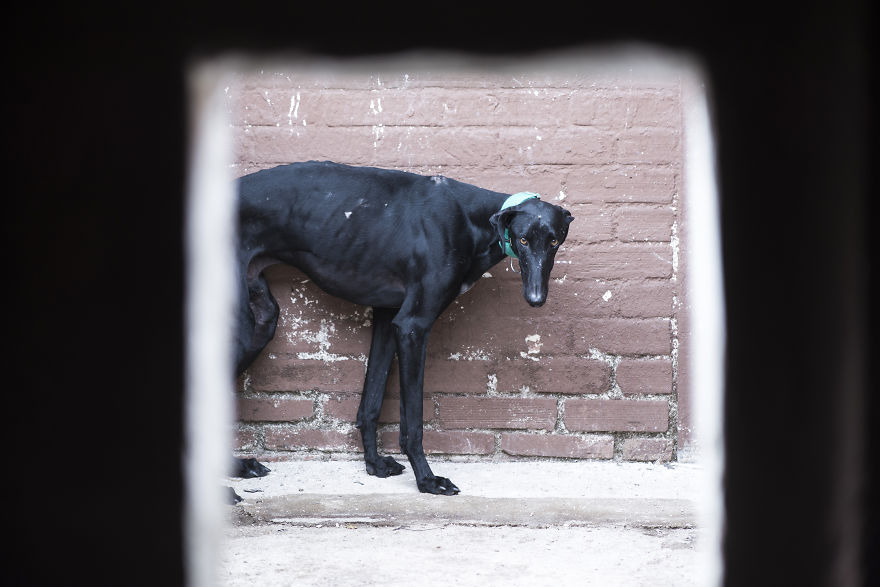 My Greyhound And I Have Set Out To Change The Destiny That This Breed Suffers In Spain My Greyhound And I Have Set Out To Change The Destiny That This Breed Suffers In Spain