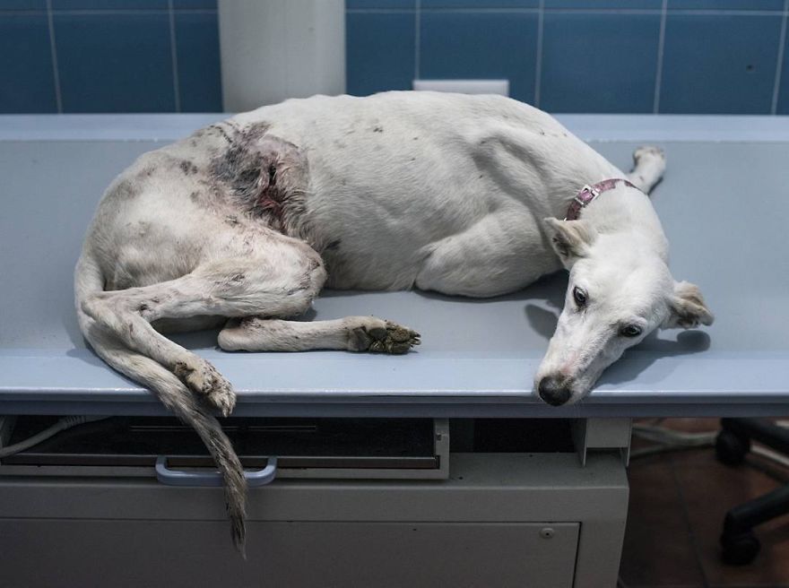 My Greyhound And I Have Set Out To Change The Destiny That This Breed Suffers In Spain My Greyhound And I Have Set Out To Change The Destiny That This Breed Suffers In Spain