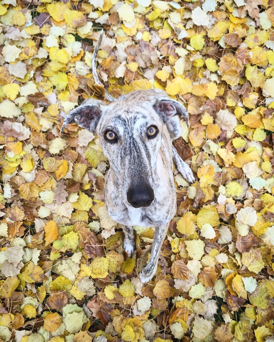 My Greyhound And I Have Set Out To Change The Destiny That This Breed Suffers In Spain My Greyhound And I Have Set Out To Change The Destiny That This Breed Suffers In Spain