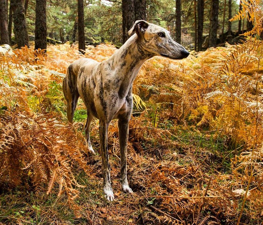 My Greyhound And I Have Set Out To Change The Destiny That This Breed Suffers In Spain