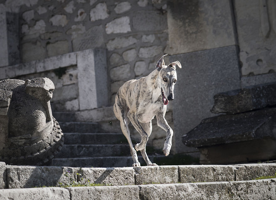 My Greyhound And I Have Set Out To Change The Destiny That This Breed Suffers In Spain My Greyhound And I Have Set Out To Change The Destiny That This Breed Suffers In Spain