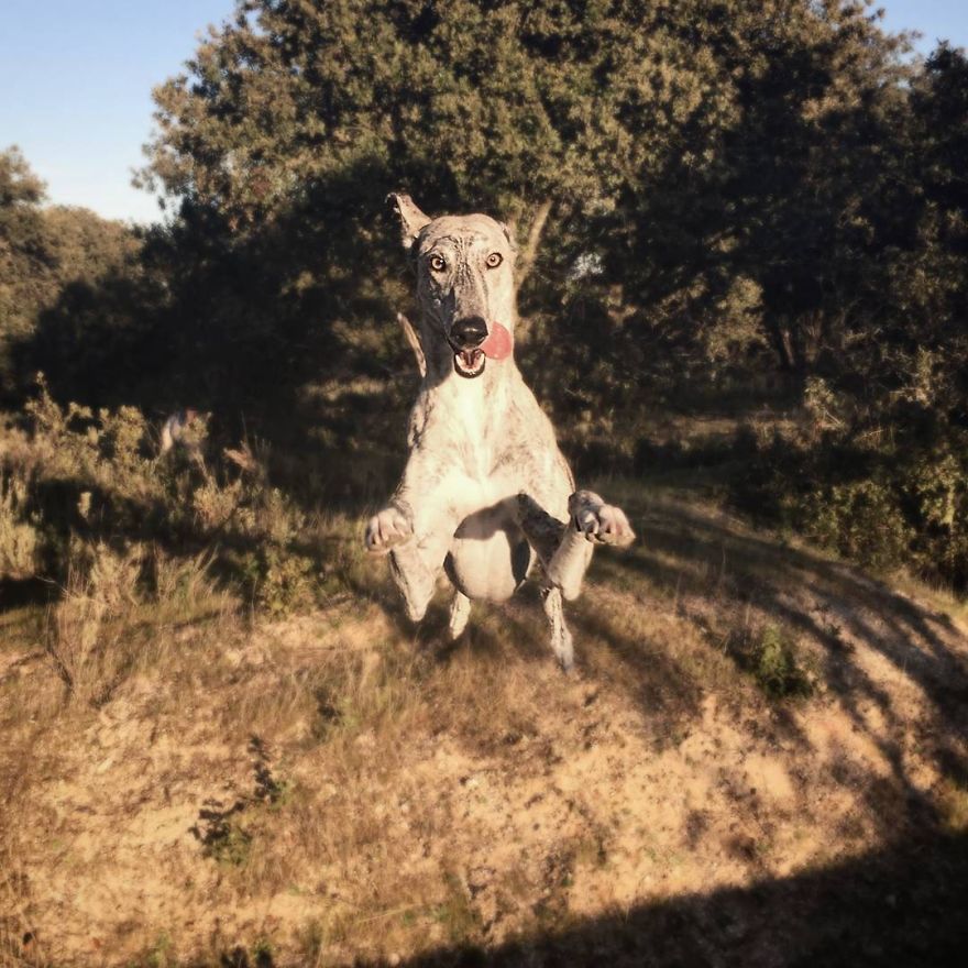 My Greyhound And I Have Set Out To Change The Destiny That This Breed Suffers In Spain My Greyhound And I Have Set Out To Change The Destiny That This Breed Suffers In Spain