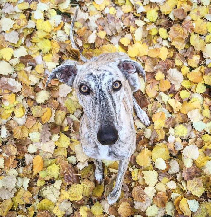 My Greyhound And I Have Set Out To Change The Destiny That This Breed Suffers In Spain