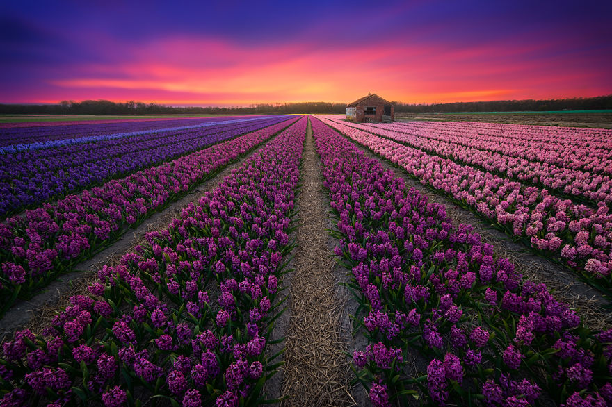 My Home, The Netherlands In 40 Beautiful Photos