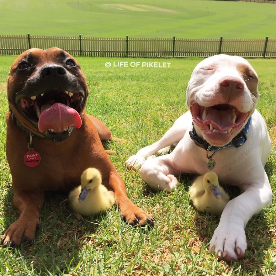 My Rescue Dogs Become Best Friends With Rescue Ducklings My Rescue Dogs Become Best Friends With Rescue Ducklings