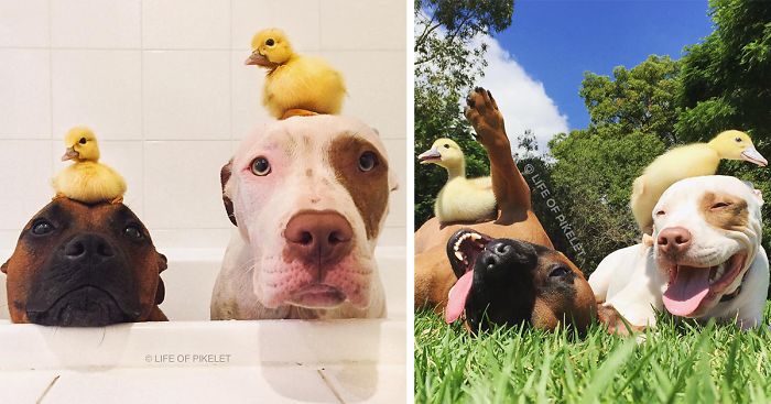My Rescue Dogs Become Best Friends With Rescue Ducklings