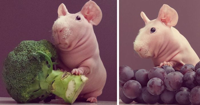 Naked Guinea Pig Poses With His Favorite Food