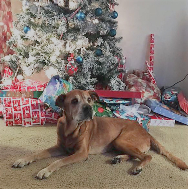 old-dog-adoption-rocky-shelter-4 old-dog-adoption-rocky-shelter-4