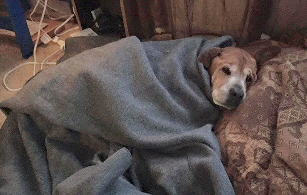 old-dog-adoption-rocky-shelter-5