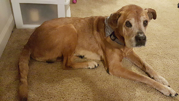 old-dog-adoption-rocky-shelter-7 old-dog-adoption-rocky-shelter-7