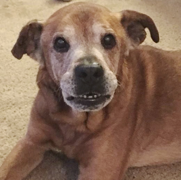 old-dog-adoption-rocky-shelter2 old-dog-adoption-rocky-shelter2