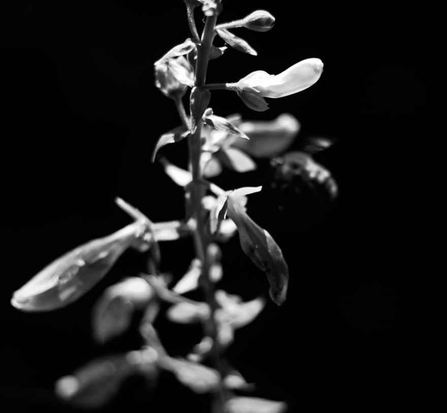 Painting Techniques From The Renaissance Inspire My Photography.