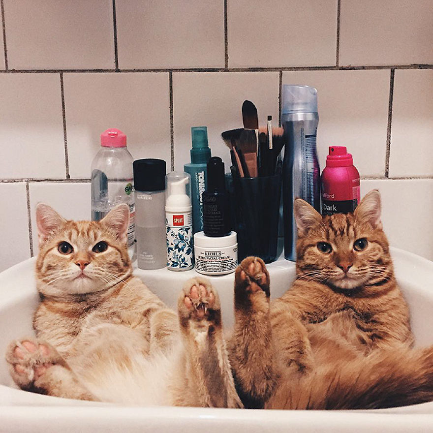 Pair Of Rescued Kittens Are Inseparable And Utterly Adorable