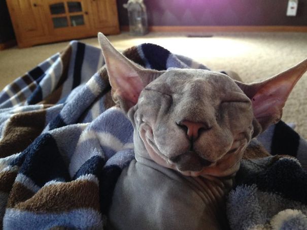 When You Don't Have Hair - A Fuzzy Blanket Makes You Smile :)