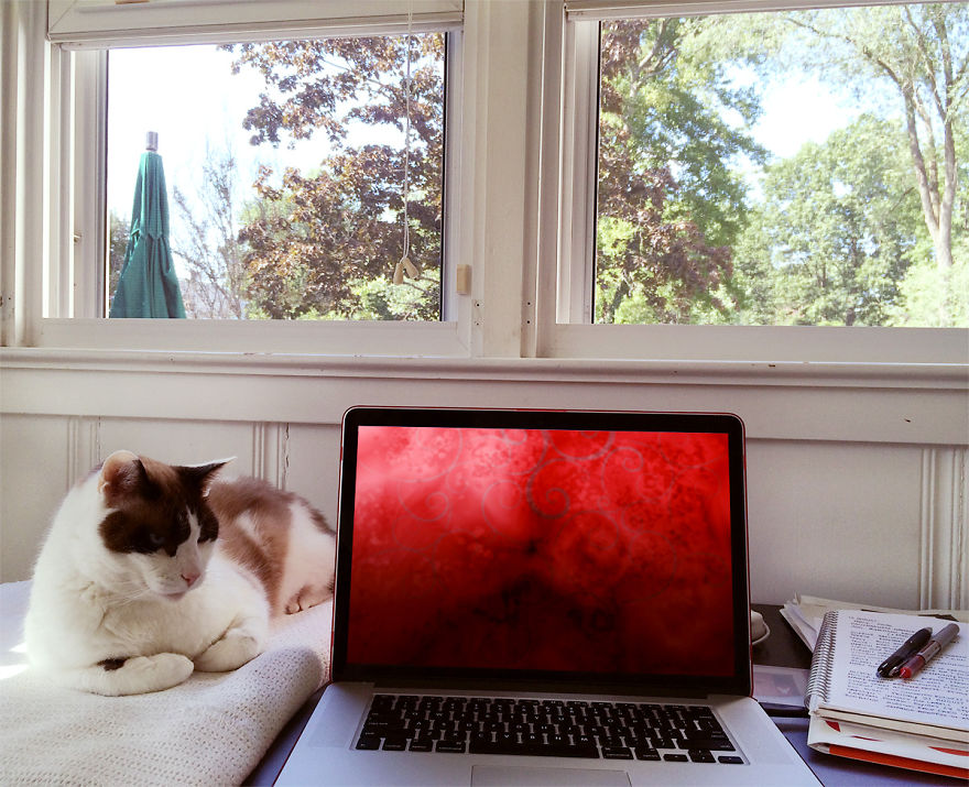 My Garden And My Cat (washington, D.c. Area)