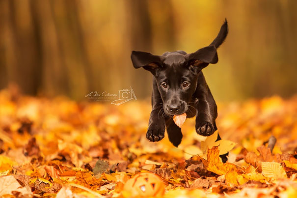 Flying Puppy