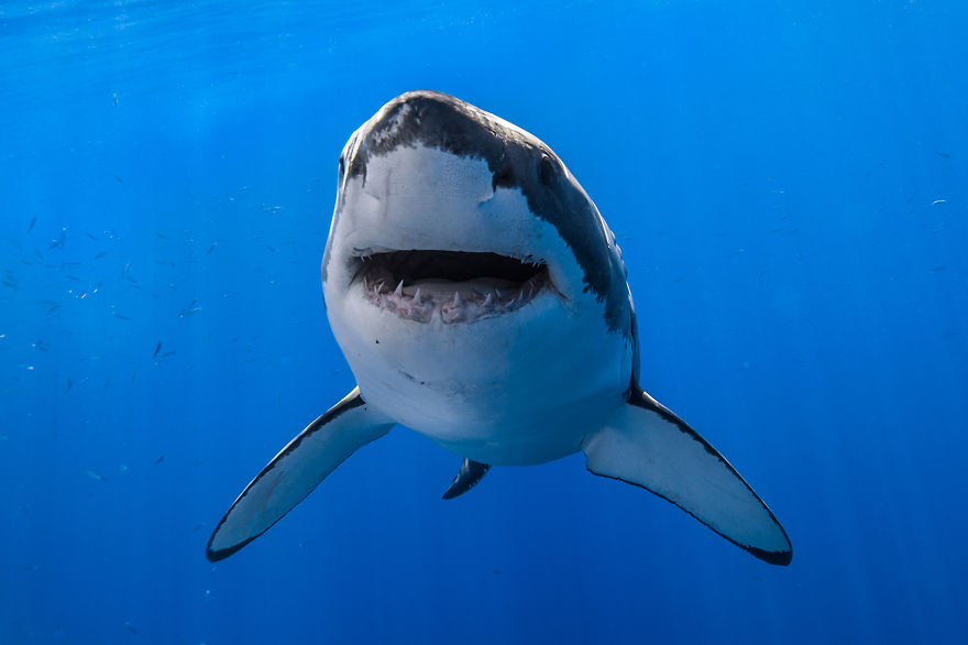 I Photograph Great White Sharks In (Hopefully) A Non-Scary Way