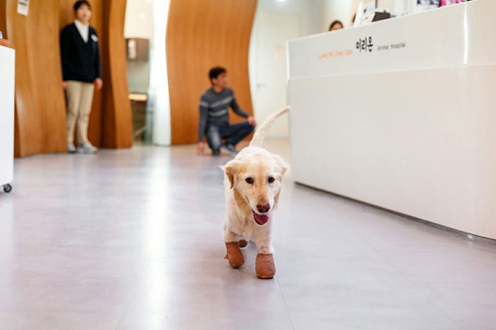 rescue-dog-leg-amputation-chichi-south-korea-16 rescue-dog-leg-amputation-chichi-south-korea-16
