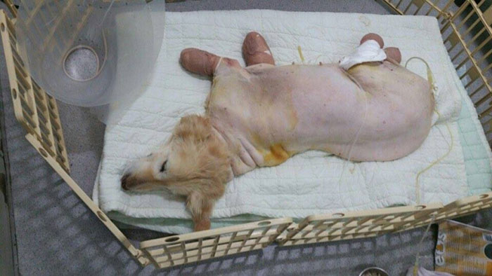rescue-dog-leg-amputation-chichi-south-korea-4 rescue-dog-leg-amputation-chichi-south-korea-4