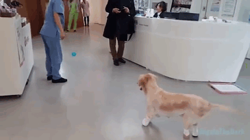 rescue-dog-leg-amputation-chichi-south-korea-gif-1 rescue-dog-leg-amputation-chichi-south-korea-gif-1