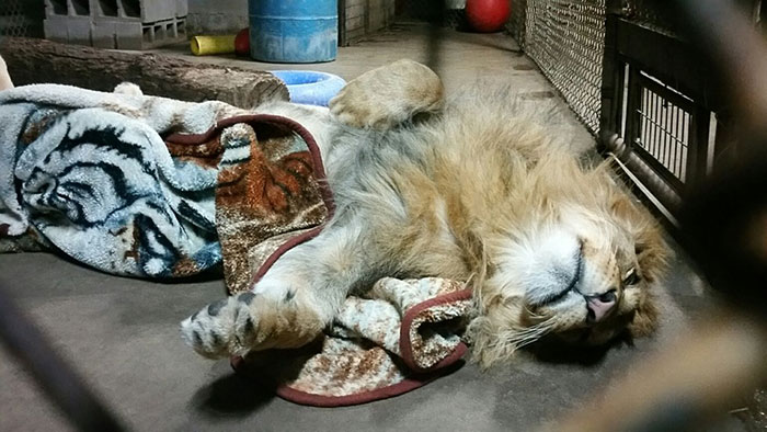 rescued-african-lion-sleeping-with-blanket-13 rescued-african-lion-sleeping-with-blanket-13