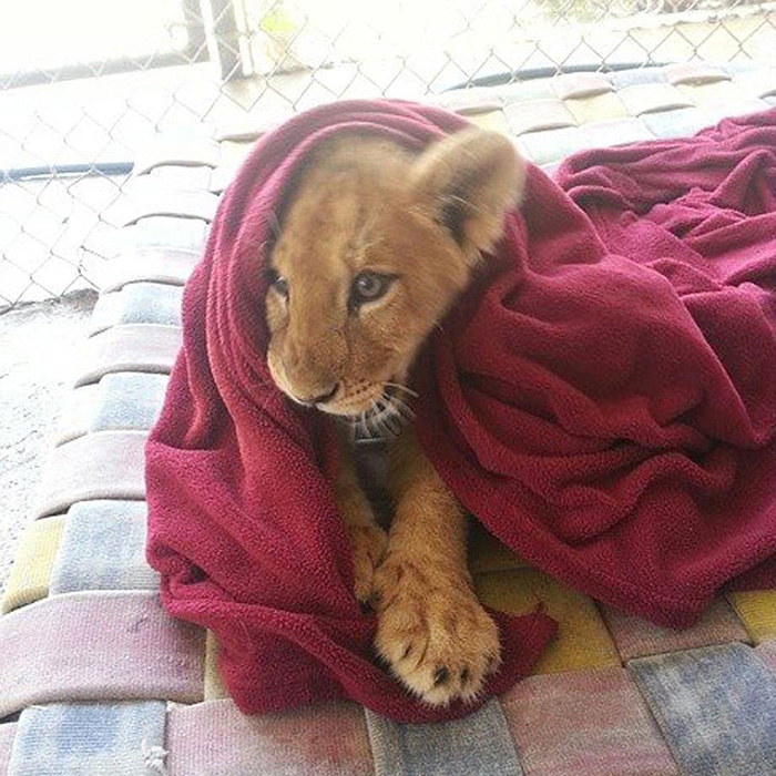 rescued-african-lion-sleeping-with-blanket-15 rescued-african-lion-sleeping-with-blanket-15