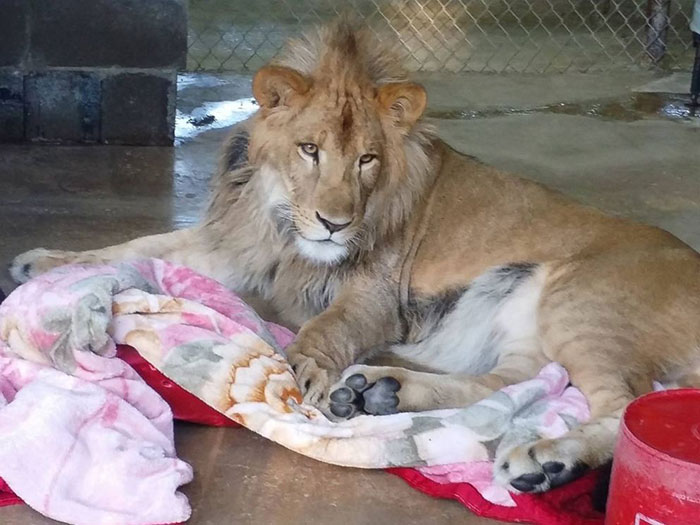 rescued-african-lion-sleeping-with-blanket-8 rescued-african-lion-sleeping-with-blanket-8