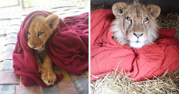 Rescued Baby Lion Can’t Sleep Without A Blanket Even Though He’s All Grown Up