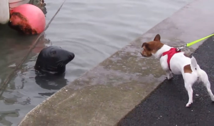 seal-crosses-road-seafood-restaurant-sammy-ireland-6