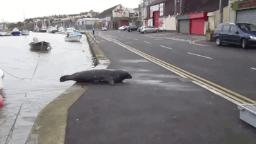 seal-crosses-road-seafood-restaurant-sammy-ireland-gif-1 seal-crosses-road-seafood-restaurant-sammy-ireland-gif-1
